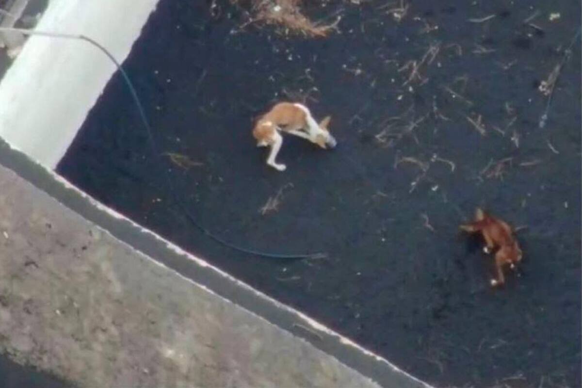 En la imagen se aprecian al menos tres perros se encuentran desde hace una semana rodeados por lava en La Palma. Se intenta rescatarlos con drones. Twitter / VANGUARDIA