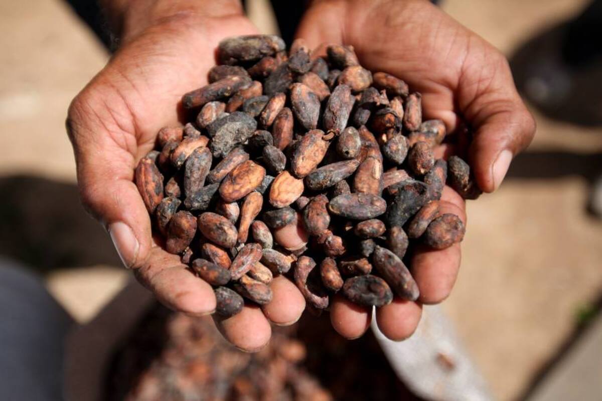 Ser reconocidos por la Icco, como cacaos finos de sabor y aroma, es un valor agregado para los granos producidos en Colombia. (Foto: Archivo/VANGUARDIA LIBERAL)