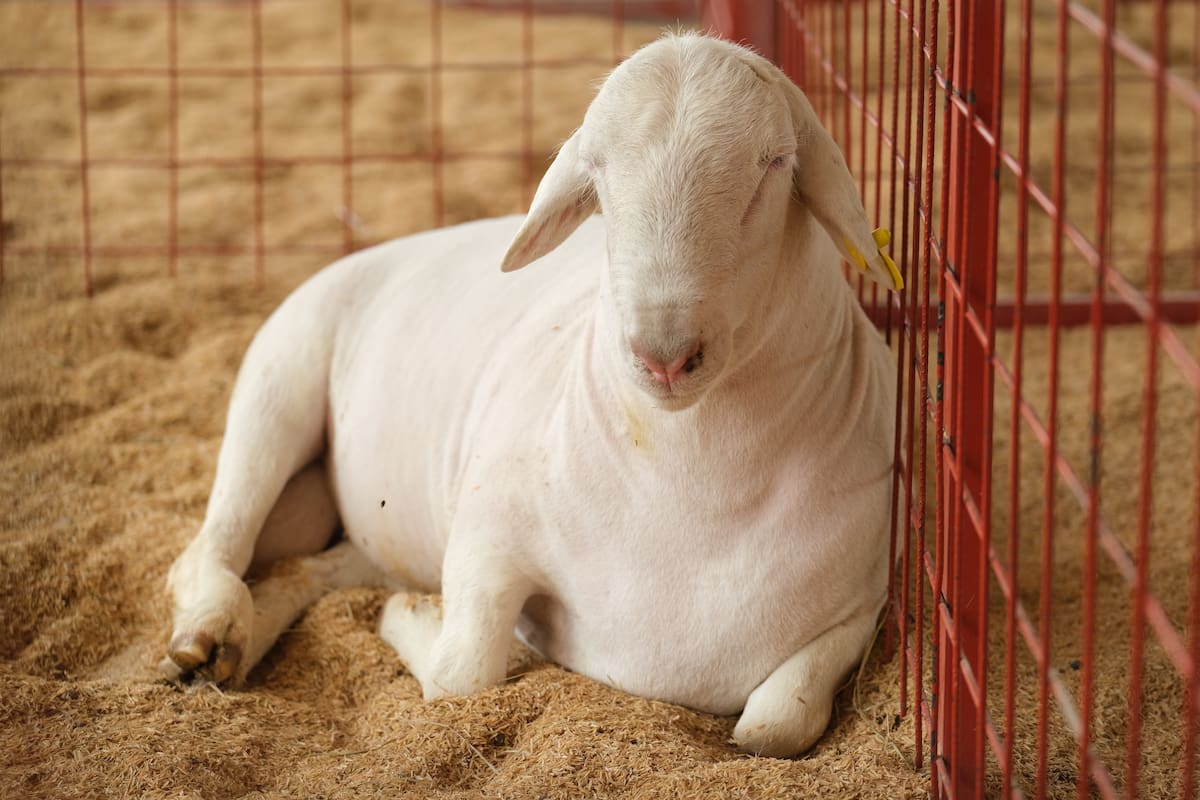 Conozca la agenda de eventos de la Feria Bonita y la Ganadera de Cenfer