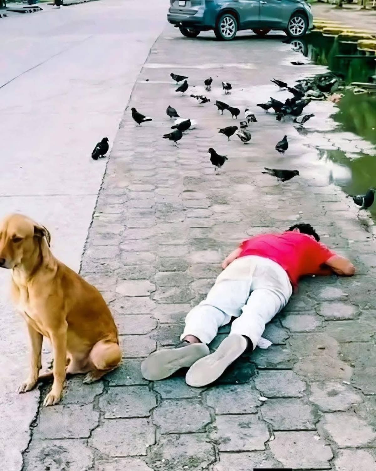 El humano salió de parranda con sus amigotes y lo abandonaron cuando ya estaba muy ebrio. Pero, su mejor amigo se negó a dejarlo solo, aunque pasó esa vergüenza.