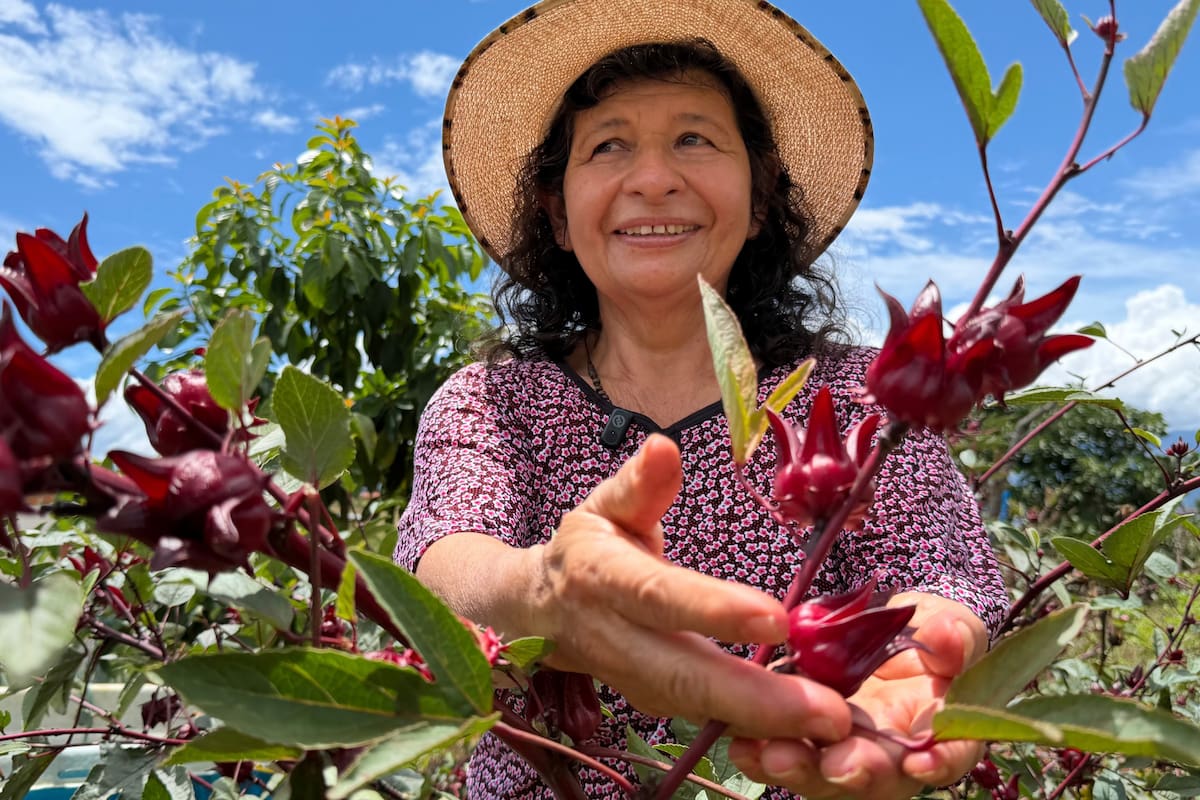 Socorro Buenahora en su huerta, sosteniendo cuidadosamente una pequeña flor de Jamaica durante la jornada de cultivo. Foto: Juliana Sarmiento // VANGUARDIA