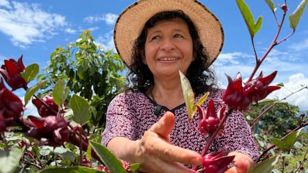 En Barichara, la flor de Jamaica explora otra forma de hacer economía en el territorio