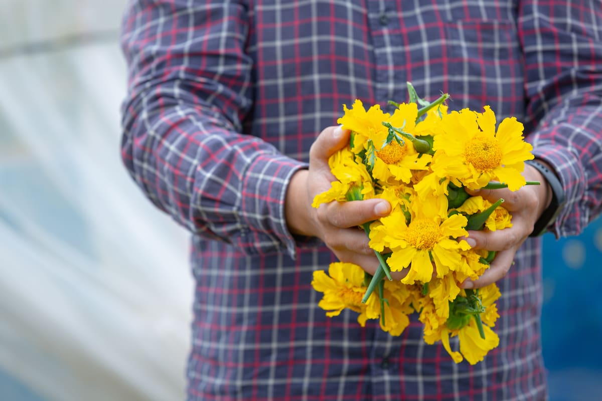 ¿Por qué todo el mundo regala flores amarillas hoy? No es solo por una canción. Te contamos el significado espiritual del equinoccio y por qué el color amarillo es el protagonista de este sábado.