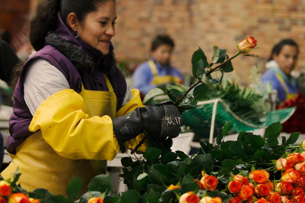 En la actualidad, los floricultores cuentan con tecnologías encaminadas a producir en la planta una mayor tolerancia al estrés. Foto: EFE/VANGUARDIA