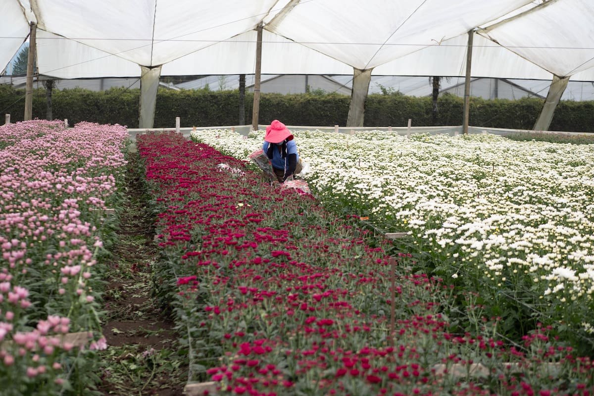 El principal destino de las flores colombianas es Estados Unidos (80 %), seguido por Canadá, España y el Reino Unido. Suministrada Asocolflores / VANGUARDIA
