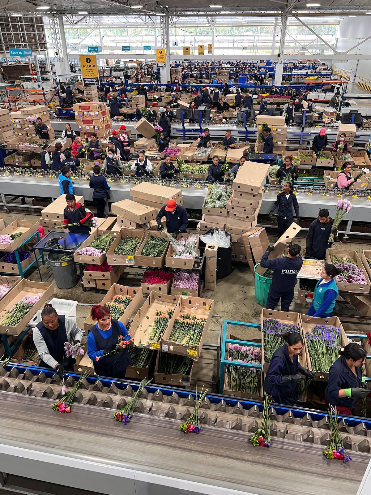 Colombia cuenta con 11.173 hectáreas dedicadas a la exportación. La producción nacional se concentra principalmente en Cundinamarca, con el 70 % y Antioquia, con el 28 %.