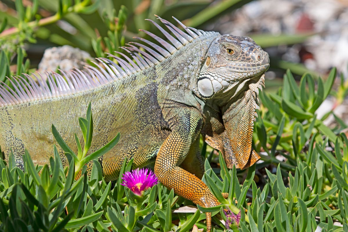 Fotografía cedida por la Comisión de Conservación de Pesca y Vida Silvestre de Florida (FWC) de una iguana verde, una especie invasiva que no está protegida en Florida (Estados Unidos). EFE/Andy Wraithmell