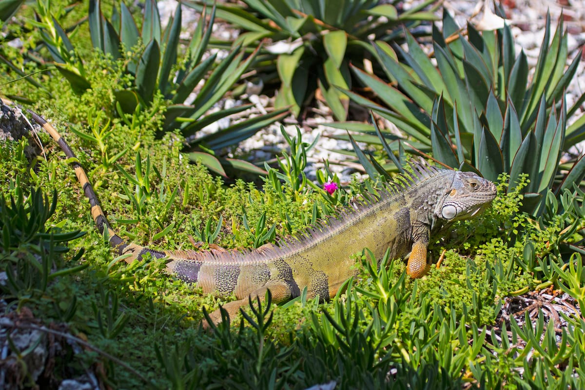 Fotografía cedida por la Comisión de Conservación de Pesca y Vida Silvestre de Florida (FWC) de una iguana verde, una especie invasiva que no está protegida en Florida (Estados Unidos). El Gobierno de Florida sugirió este martes a sus residentes "matar humanamente" a las iguanas congeladas tras el frío récord en el estado, donde la FWC recibió más de 2.000 de estos animales. EFE/Andy Wraithmell/FWC /SOLO USO EDITORIAL /NO VENTAS /SOLO DISPONIBLE PARA ILUSTRAR LA NOTICIA QUE ACOMPAÑA /CRÉDITO OBLIGATORIO