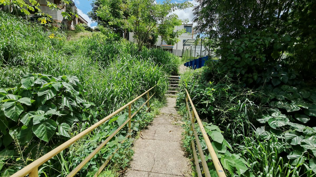 El puente peatonal de La Castellana está devorado por la maleza. (Foto: Marco Valencia / VANGUARDIA)