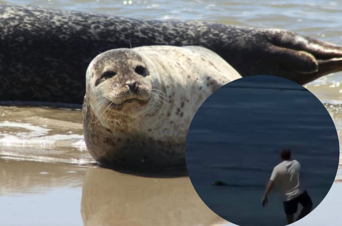 La agresión contra una foca monje hawaiana en una playa de Maui desató rechazo internacional y reavivó las alertas sobre la protección de especies en peligro de extinción.
Foto: Realizada en Canva