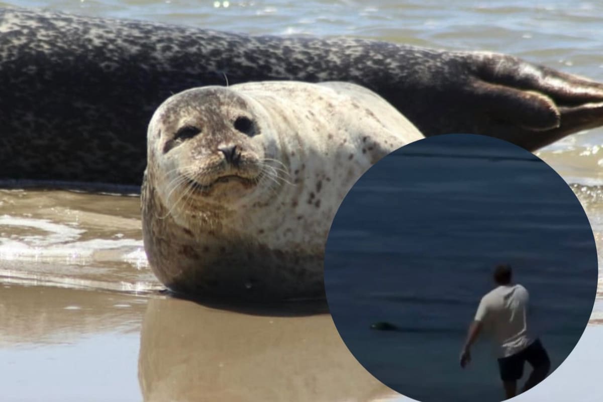 La agresión contra una foca monje hawaiana en una playa de Maui desató rechazo internacional y reavivó las alertas sobre la protección de especies en peligro de extinción.
Foto: Realizada en Canva