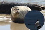 Turista atacó a una foca en Hawái y terminó detenido tras ola de indignación en redes