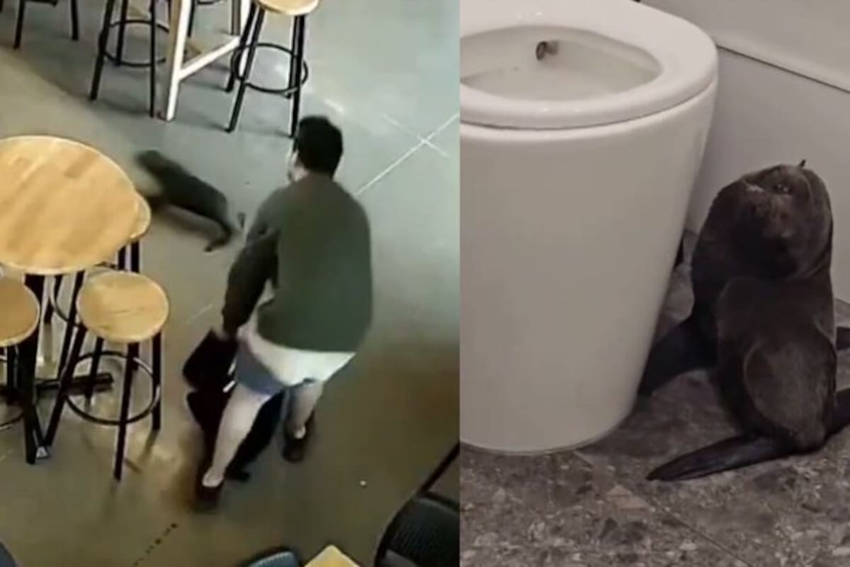 En Nueva Zelanda, una cría de foca sorprendió a los clientes de un bar al ingresar y permanecer dentro del pub por cerca de 30 minutos.