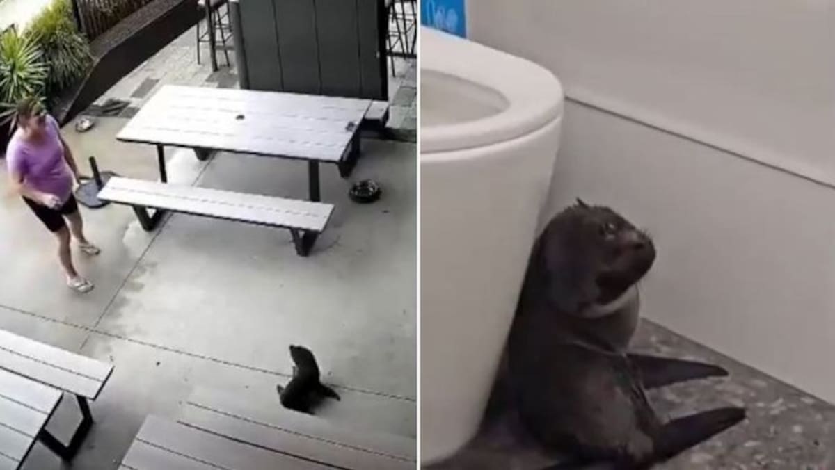 Visita inesperada: una foca bebé entró a un bar y sorprendió a los clientes.