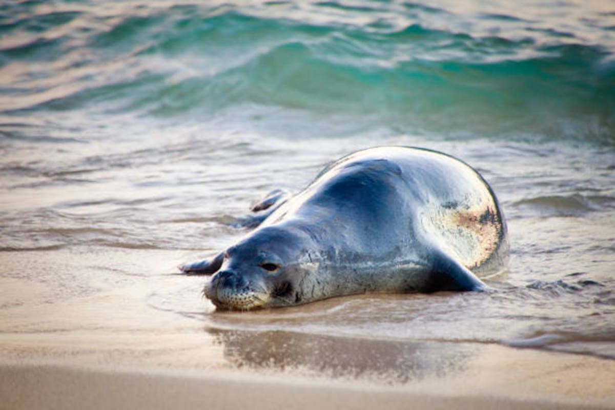 Una foca monje hawaiana en una playa.