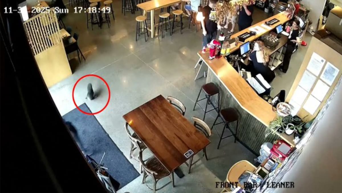 Una foca bebé entra en un bar y revoluciona a los clientes: "Todo el mundo estaba en 'shock".