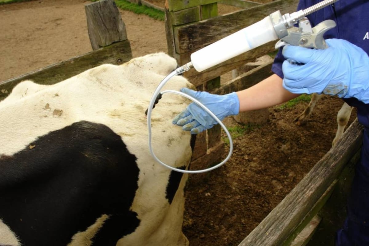 La detección de este foco se produce en un momento en que Colombia está ampliando sus mercados de carne bovina en el exterior. La situación ya fue notificada a la autoridad sanitaria mundial, la OIE. (Foto: Archivo / VANGUARDIA LIBERAL)