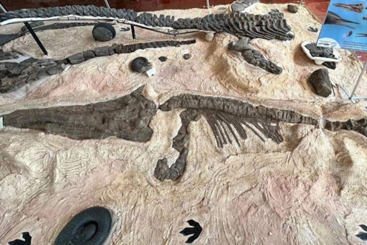 Descubrimiento histórico: nuevos fósiles marinos del Cretácico en Colombia.