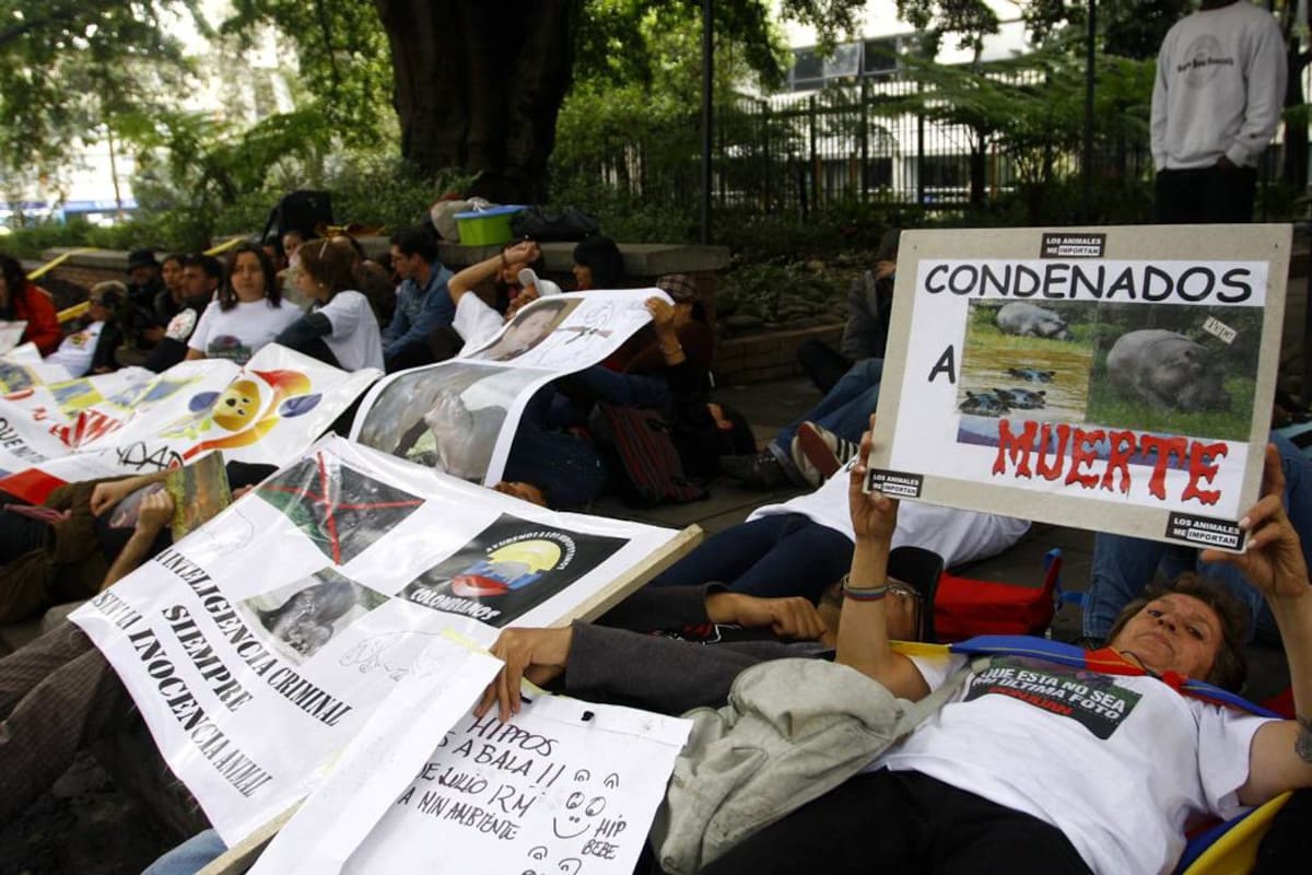 FOTO # 03 (HORIZONTAL) FO3003
BOGOTA (CUNDINAMARCA) 15-JUL-2009 (COLPRENSA-LUIS EDUARDO NORIEGA) GRUPOS DE AMBIENTALISTAS Y DEFENSORES DE ANIMALES PROTESTARON ESTE MARTES, ANTE EL MINISTERIO DEL MEDIO AMBIENTE POR LA MUERTE DEL HIPOPOTAMO EN EL MAGDALENA MEDIO Y LA AUTORIZACION QUE SIGUE VIGENTE PARA LA CAZA DE LOS DEMAS.