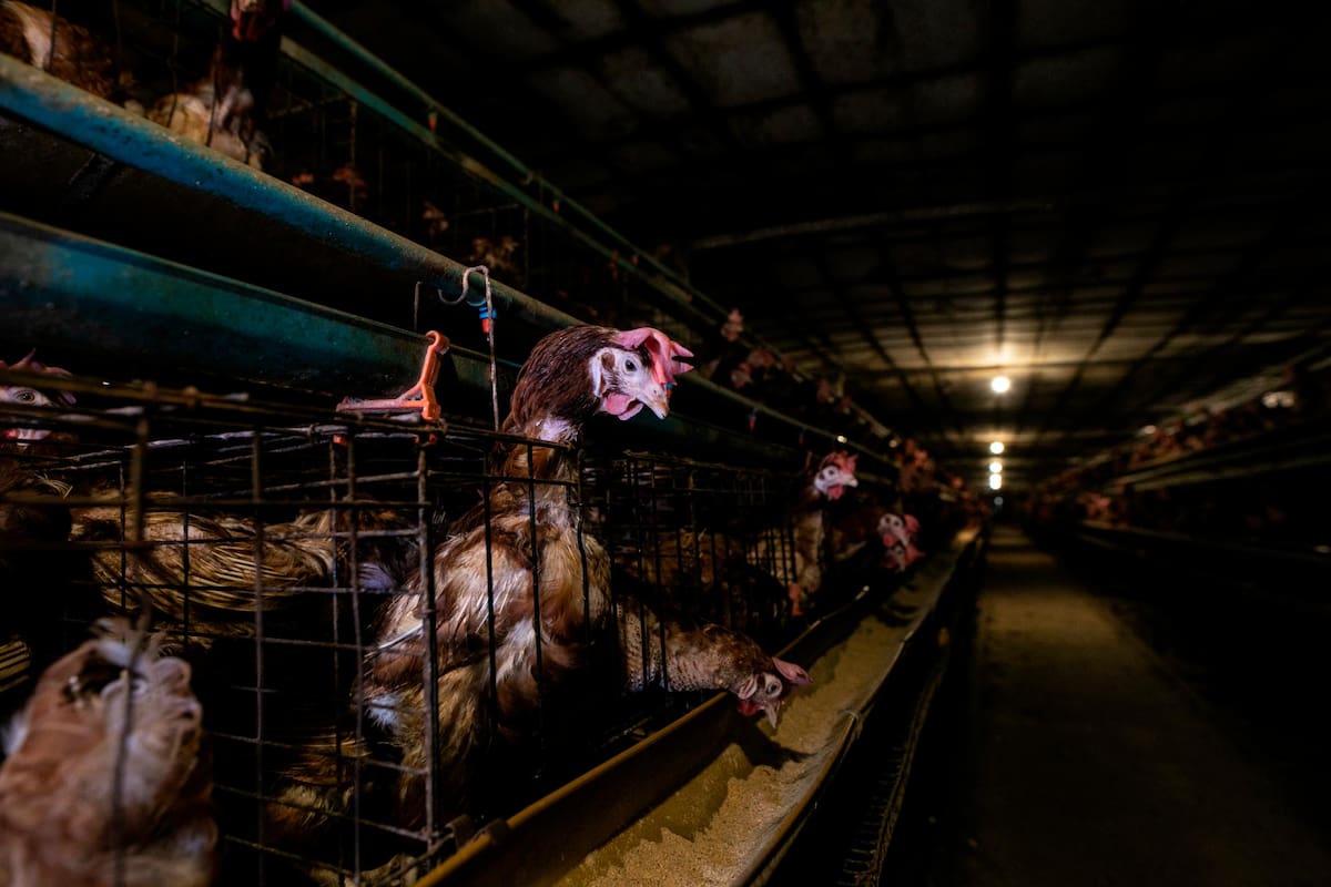 Suministrada / VANGUARDIA Para 2018, en Colombia, 70% de aproximadamente 53 millones de gallinas utilizadas para la producción de huevos fueron criadas en jaulas.
