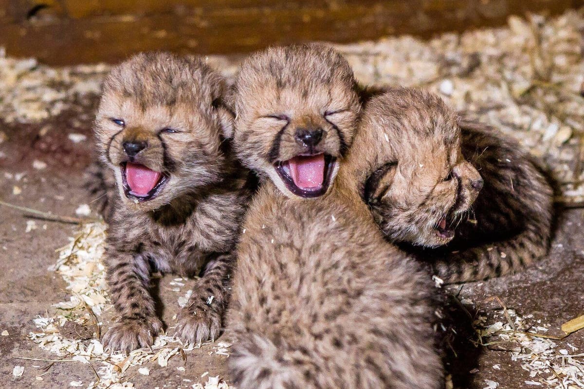 Estas son las tres crías del guepardo asiático, uno de los animales más rápidos del planeta con una velocidad de hasta 115 kilómetros por hora. Internet / VANGUARDIA