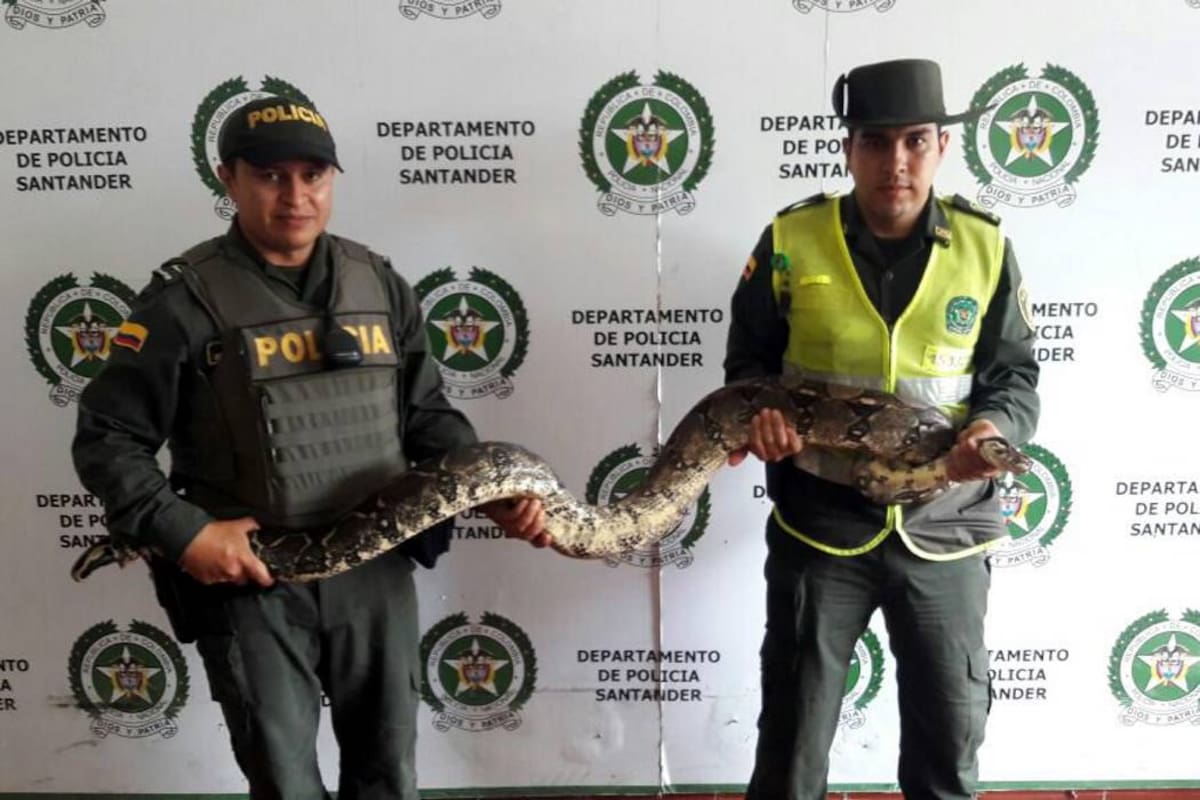 La Policía Ambiental pide que no tengan ningún contacto con estos animales cuando los encuentren. (Foto: Cortesía/VANGUARDIA LIBERAL)