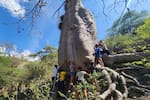 Prográmese con el Festival de ceibas vivas del Cañón del Chicamocha: horarios, fecha y recorrido