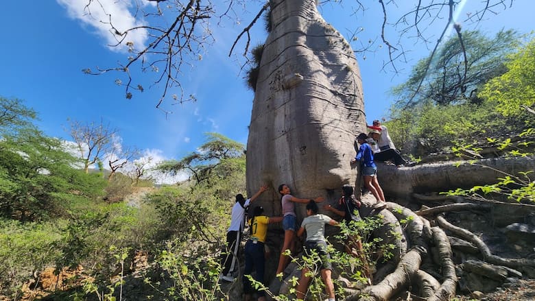 Prográmese con el Festival de ceibas vivas del Cañón del Chicamocha: horarios, fecha y recorrido