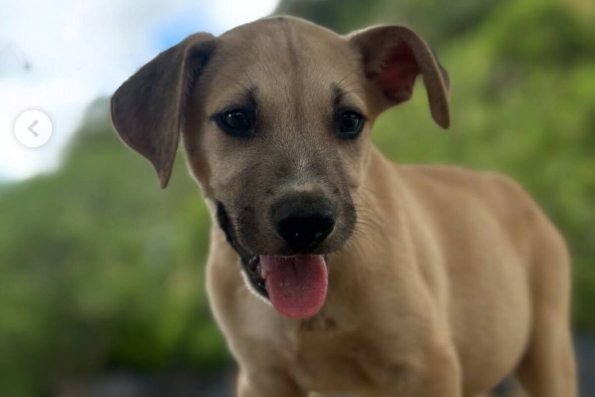 Este fin de semana, ciudadanos podrán apoyar a un refugio de animales en Bucaramanga a través de una jornada solidaria.