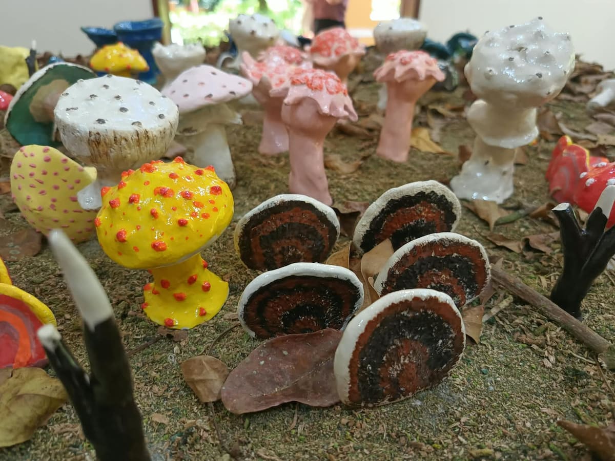 Funga, la exposición que invita a descubrir los hongos y sus secretos en Bucaramanga