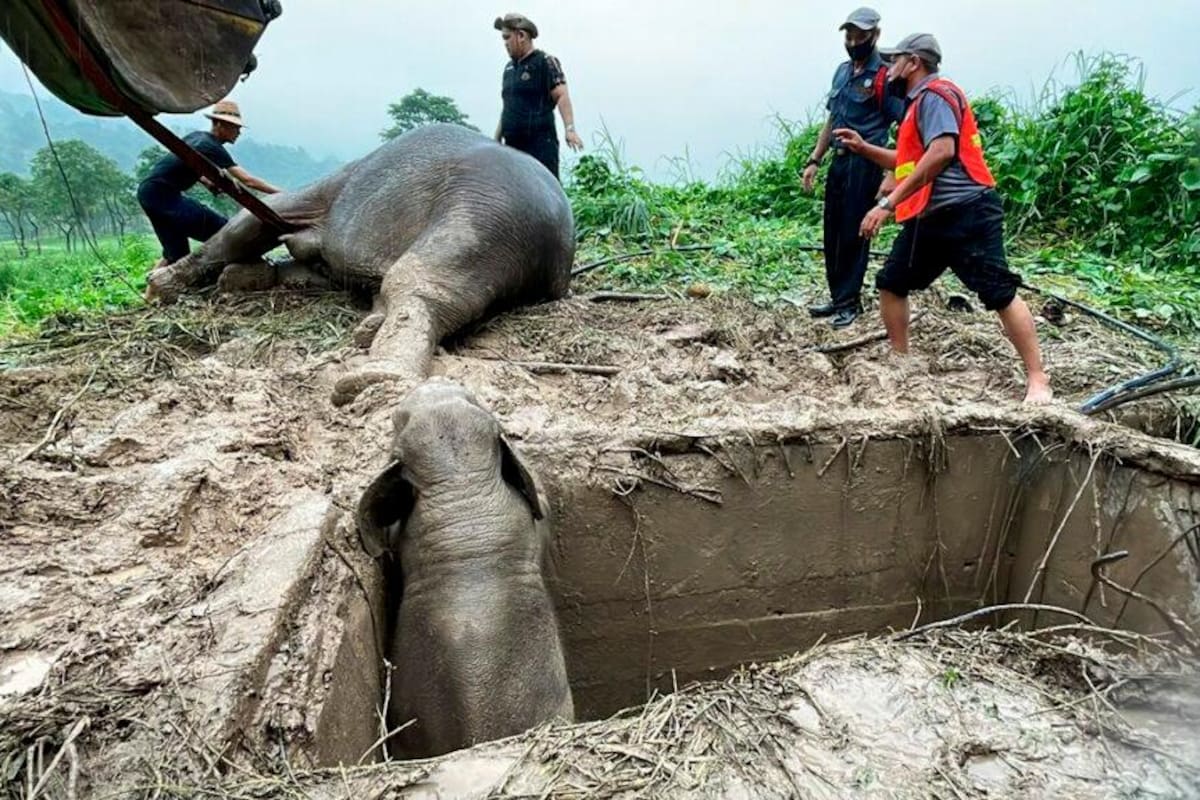 Un elefante bebé y su madre fueron rescatados tras caer en un foso de dos metros de alto y en donde los veterinarios practicaron una reanimación cardiaca para revivir a la madre. Hoy ambos están libres y a salvo. EFE / VANGUARDIA