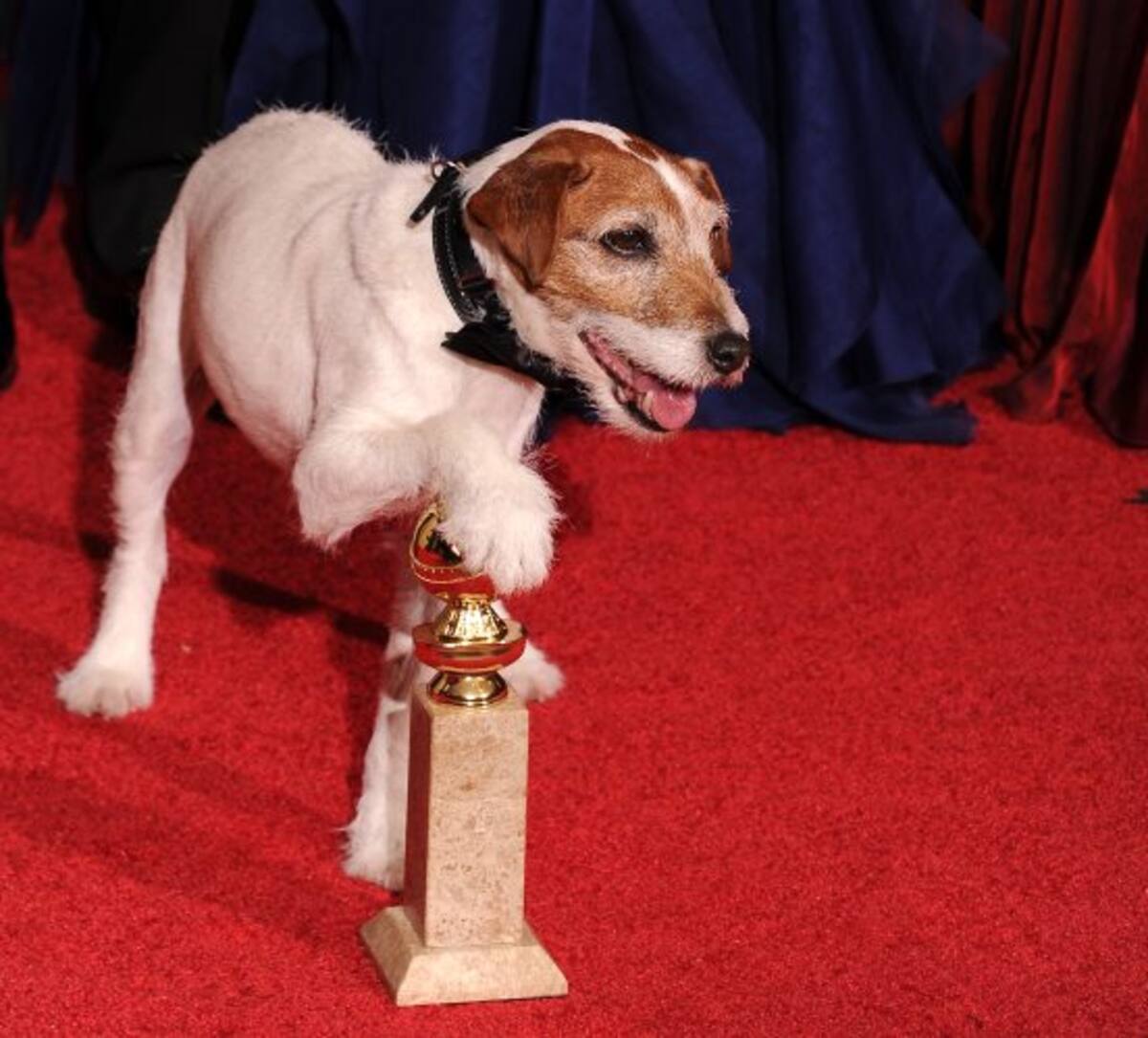 El perro Uggie posa con el trofeo a mejor película "El artista" (Foto: Afp/VANGUARDIA LIBERAL)