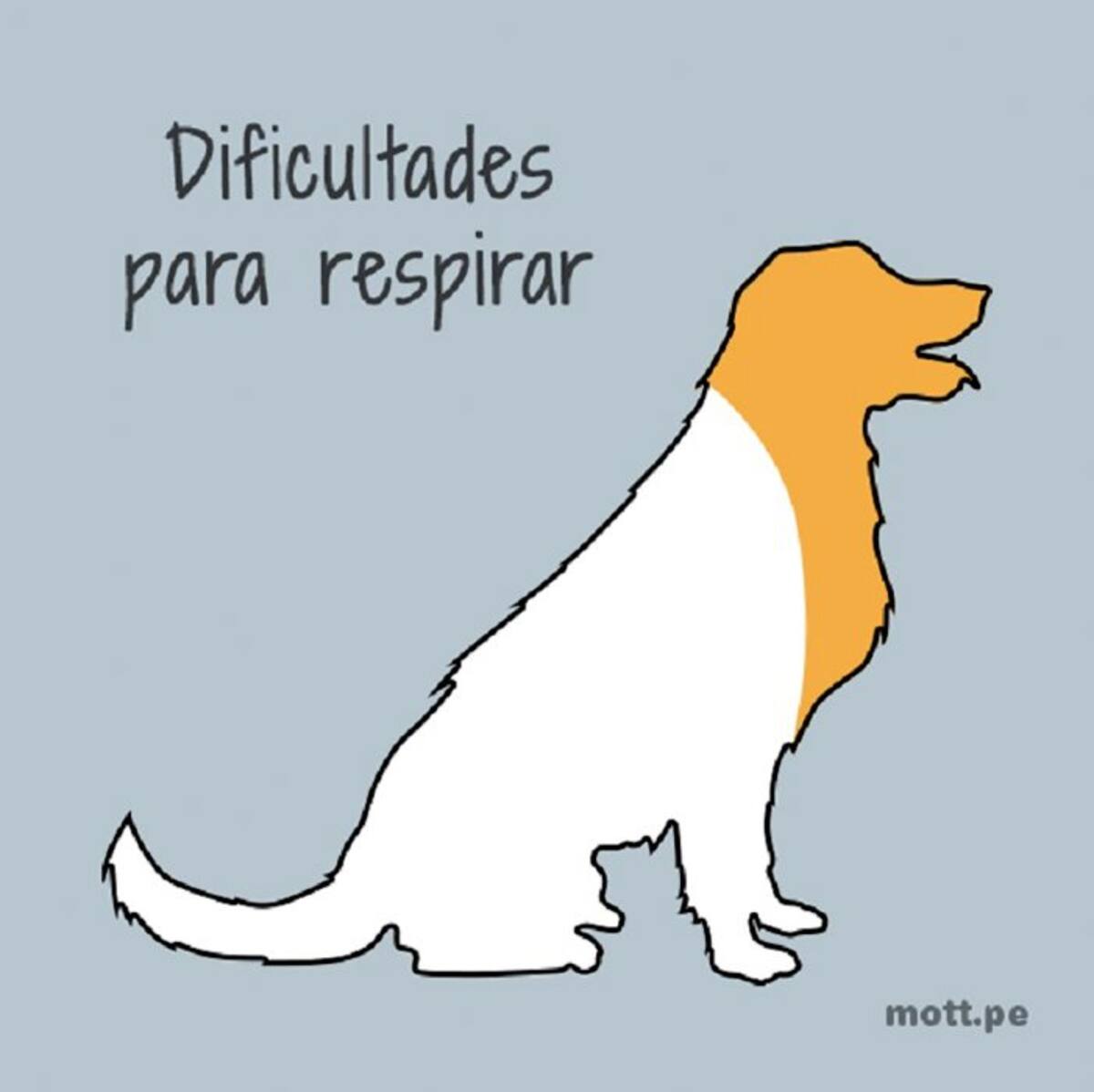 7. Los problemas respiratorios en los perros necesitan asistencia médica inmediata (Foto: Tomado de Mott.pe /VANGUARDIA LIBERAL)