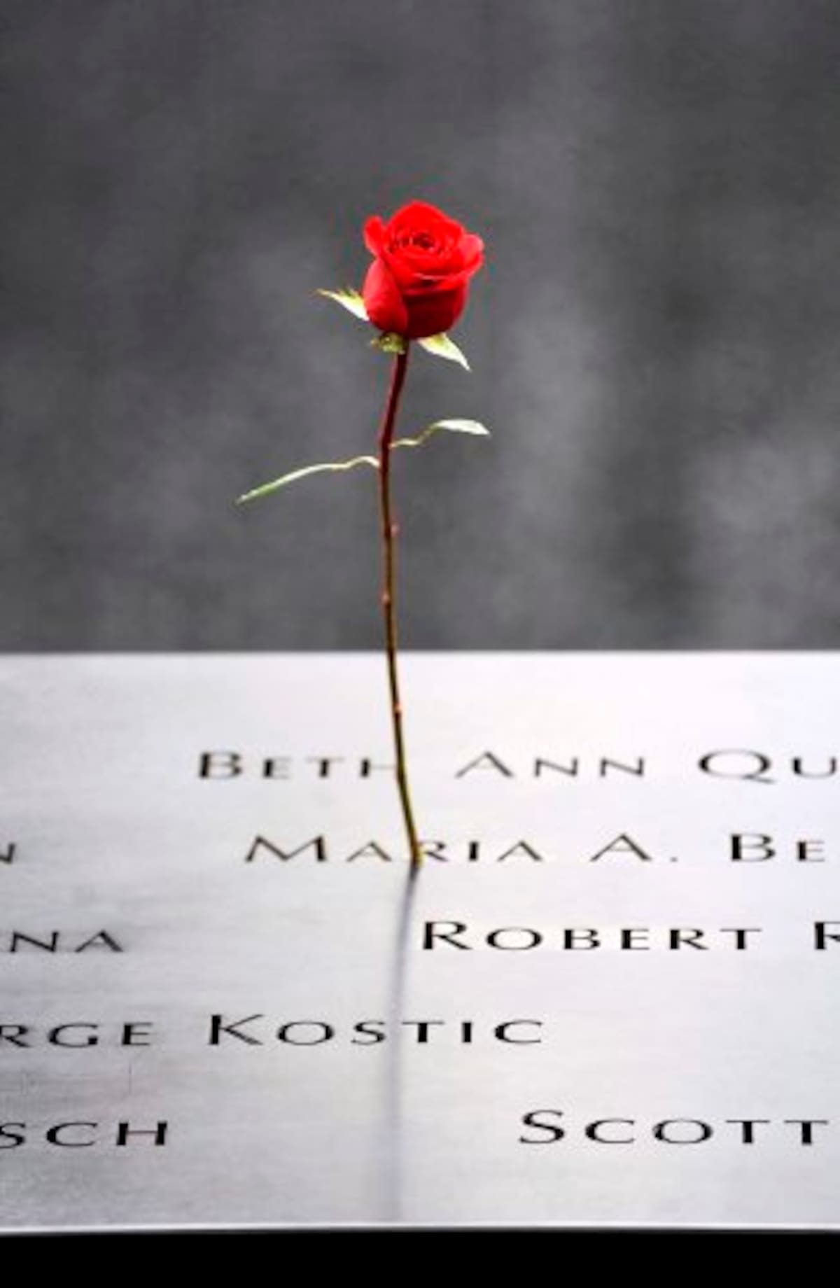 Una rosa en el Memorial del 11-S en Nueva York (Foto: EFE)