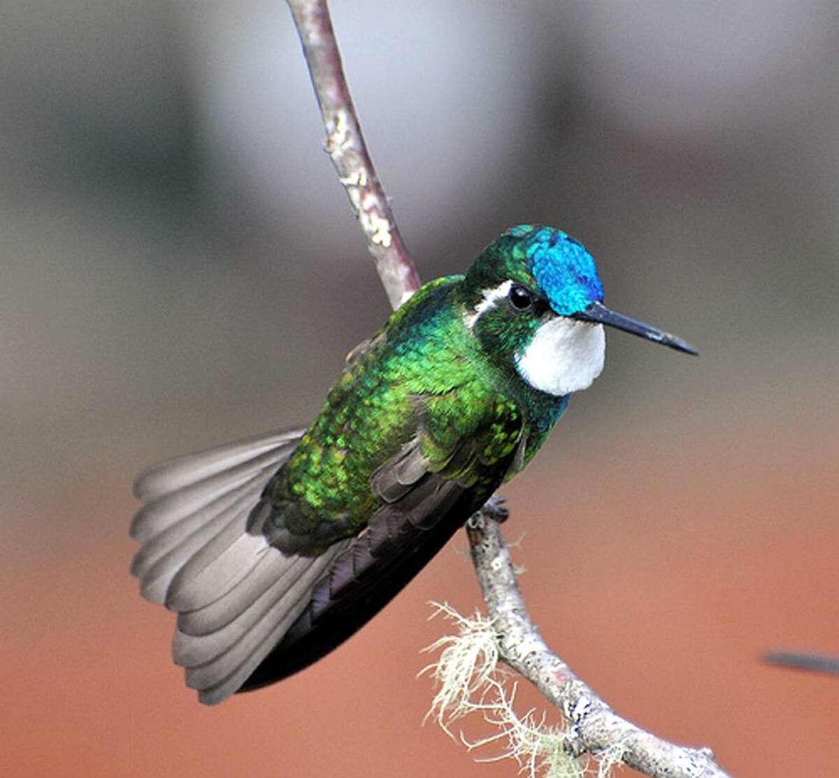 Colibrí Ventricastaño de Curití y San Vicente de Chucurí. (Foto: Tomada de Internet /VANGUARDIA LIBERAL)