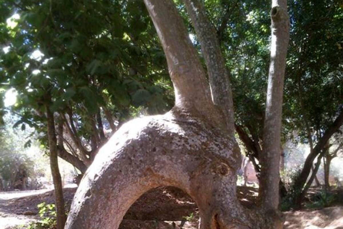 Vea el enigmático árbol con forma de dragón (Foto: Foto: Planeta Curioso )
