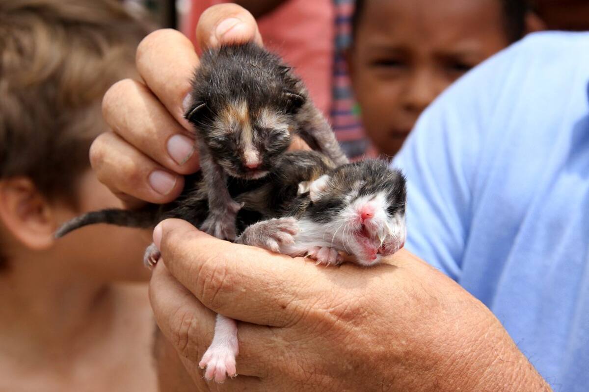 Imágenes del gato 'barranquillero' de dos cabezas (Foto: COLPRENSA/VANGUARDIA LIBERAL)