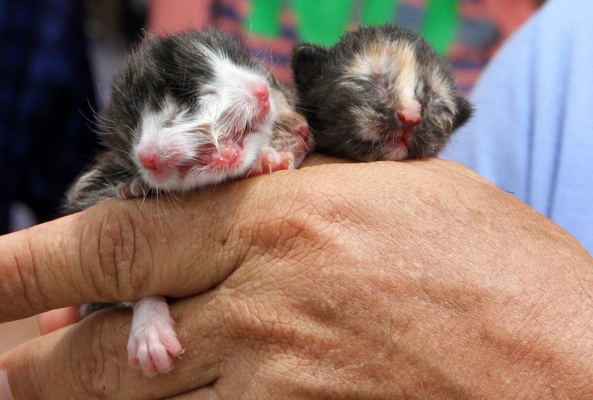 Imágenes del gato 'barranquillero' de dos cabezas (Foto: COLPRENSA/VANGUARDIA LIBERAL)