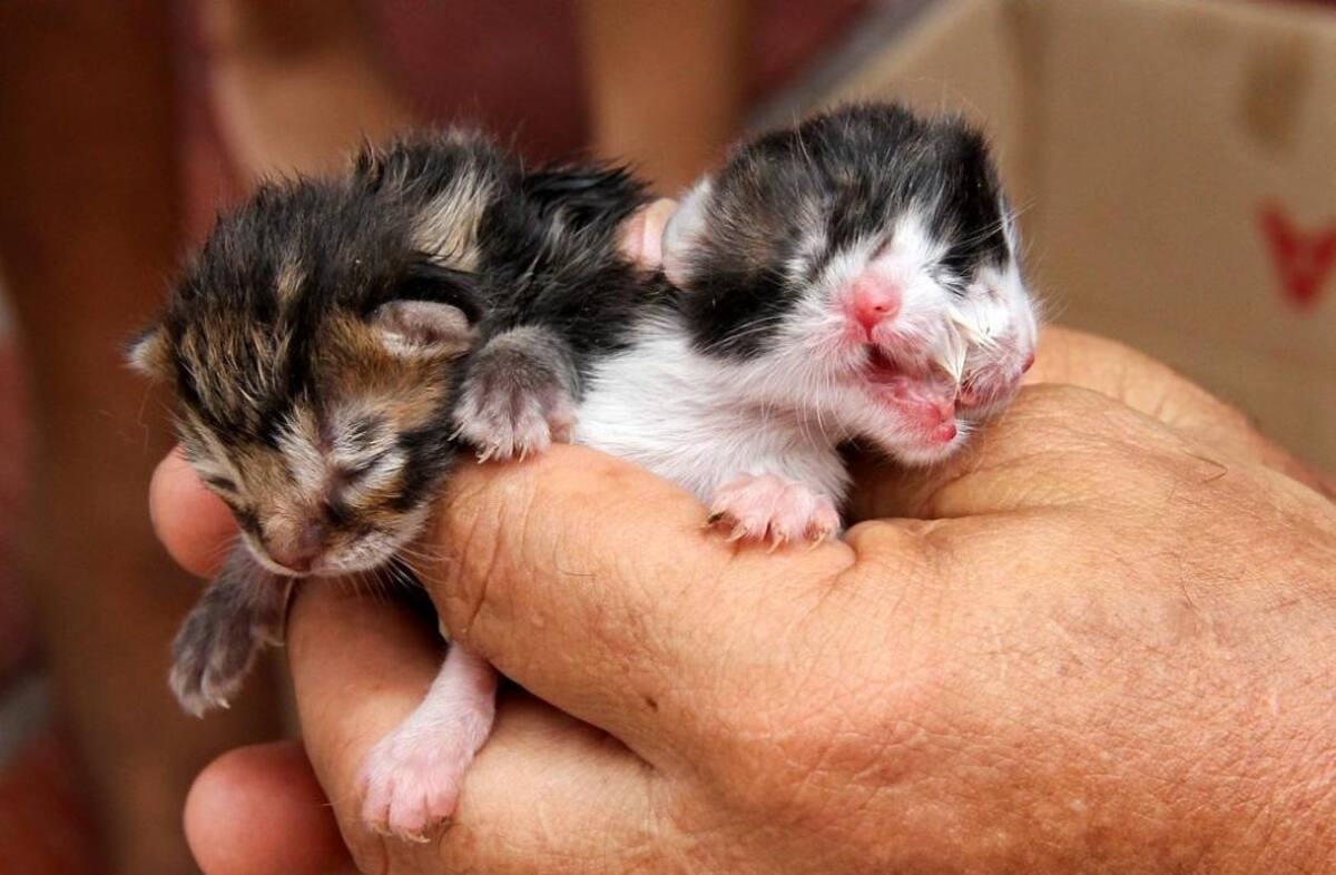 Imágenes del gato 'barranquillero' de dos cabezas (Foto: COLPRENSA/VANGUARDIA LIBERAL)