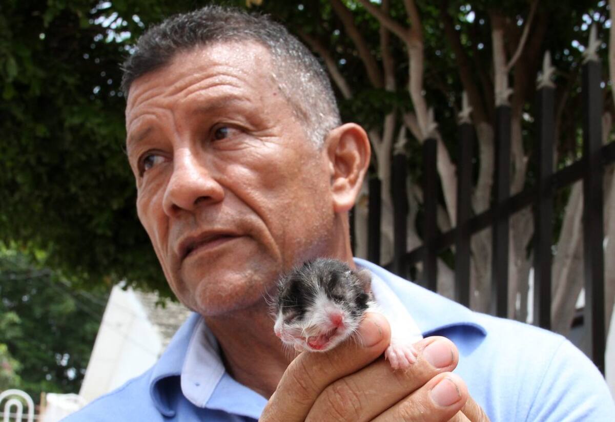 Imágenes del gato 'barranquillero' de dos cabezas (Foto: COLPRENSA/VANGUARDIA LIBERAL)