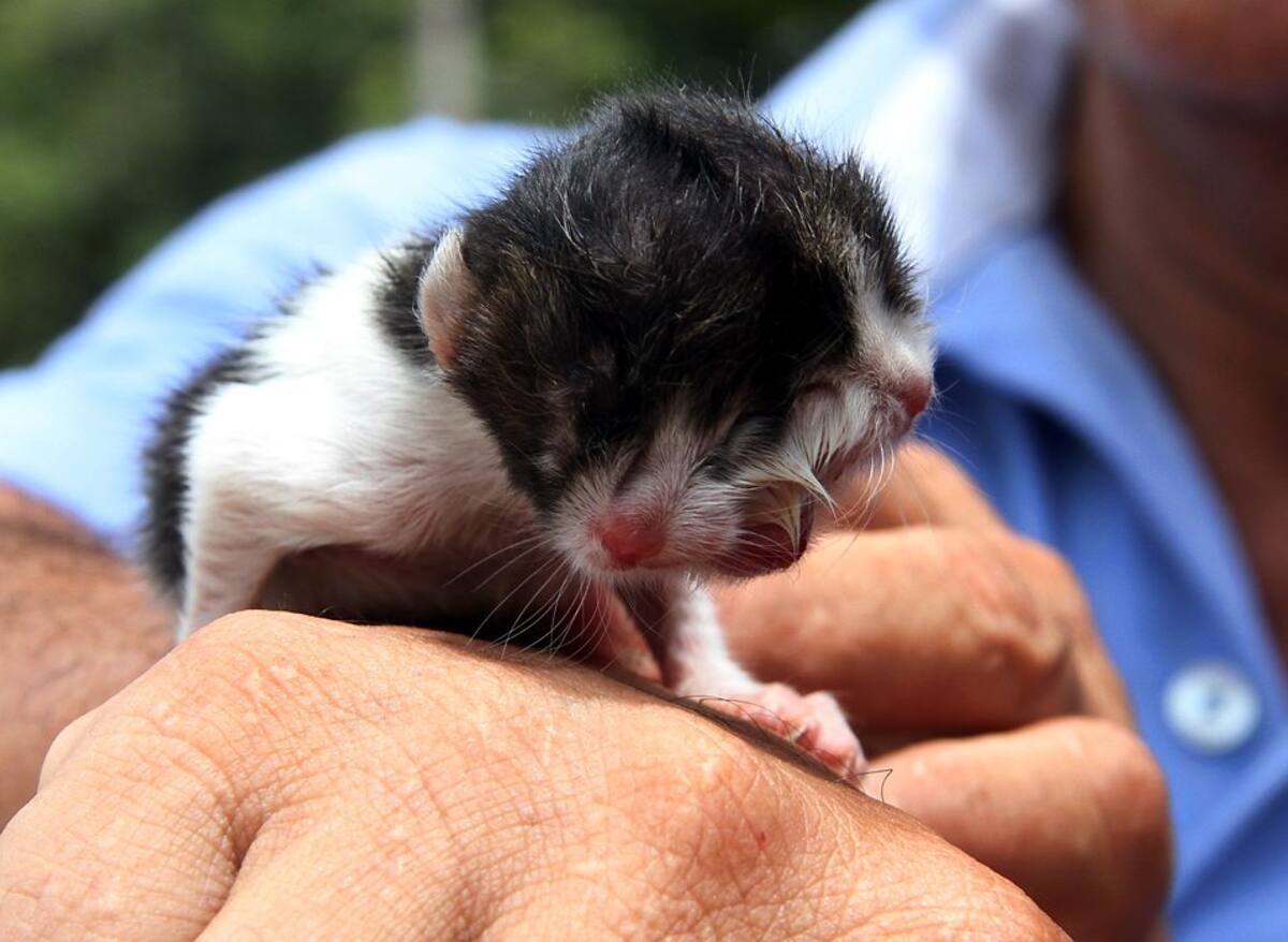 Imágenes del gato 'barranquillero' de dos cabezas (Foto: COLPRENSA/VANGUARDIA LIBERAL)