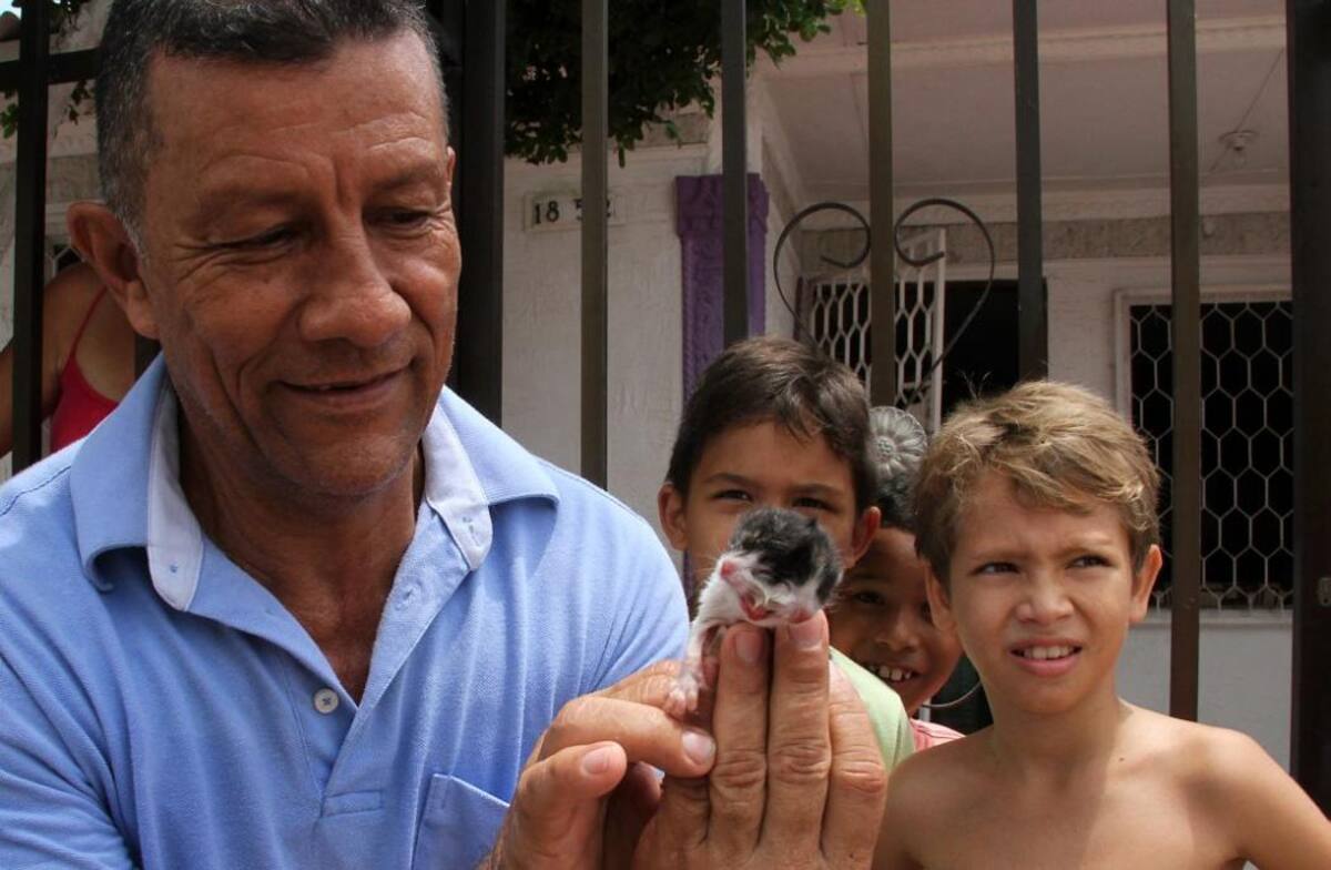 Imágenes del gato 'barranquillero' de dos cabezas (Foto: COLPRENSA/VANGUARDIA LIBERAL)