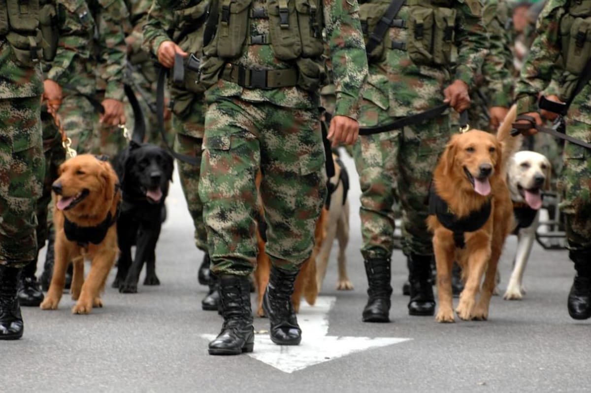 Vea en imágenes el desfile del 20 de julio en Bucaramanga (Foto: Jaime del Río/VANGUARDIA LIBERAL)