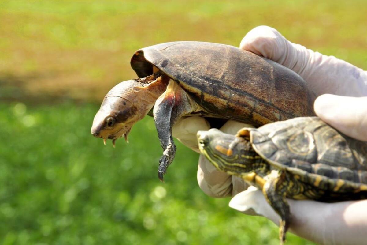 Liberan 15 tortugas en Ríonegro Santander (Foto: Suministrada por la Cdmb /VANGUARDIA LIBERAL)