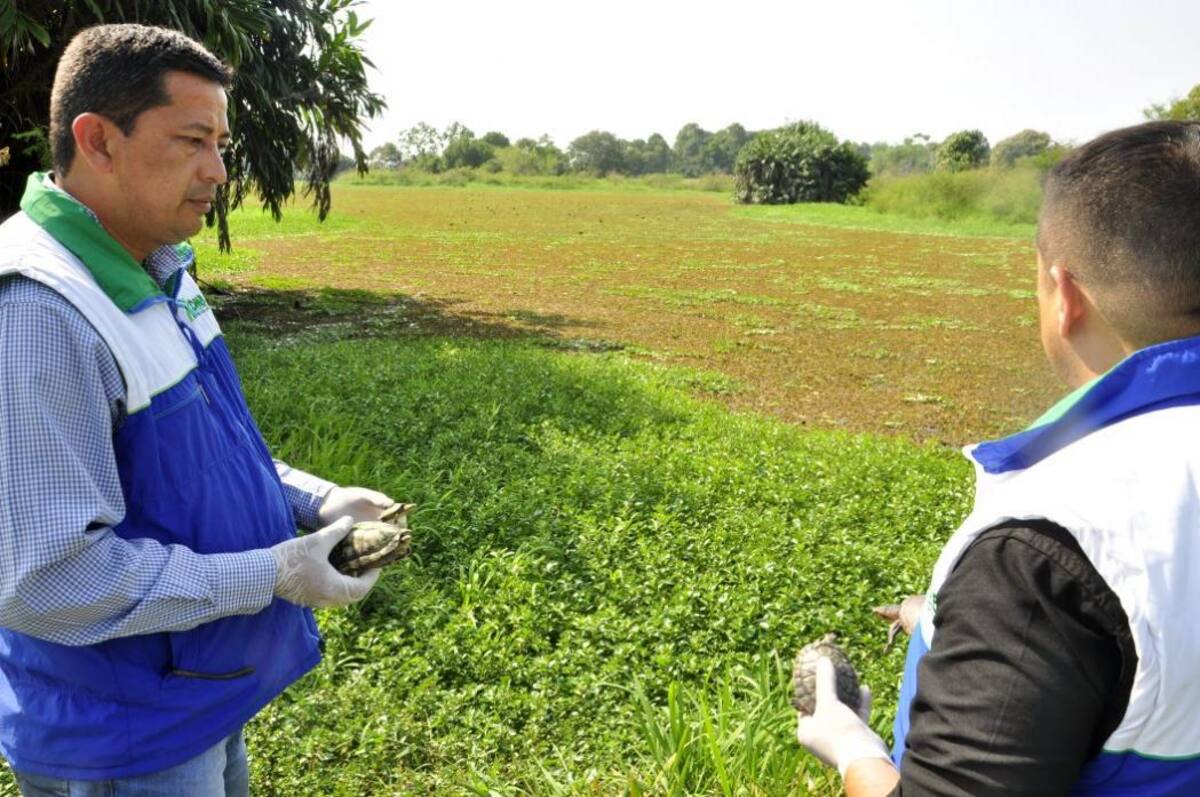 Liberan 15 tortugas en Ríonegro Santander (Foto: Suministrada por la Cdmb /VANGUARDIA LIBERAL)