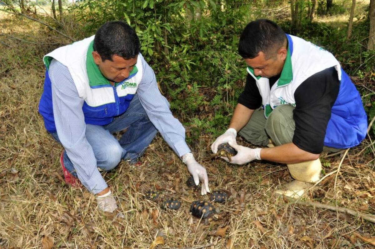Liberan 15 tortugas en Ríonegro Santander (Foto: Suministrada por la Cdmb /VANGUARDIA LIBERAL)
