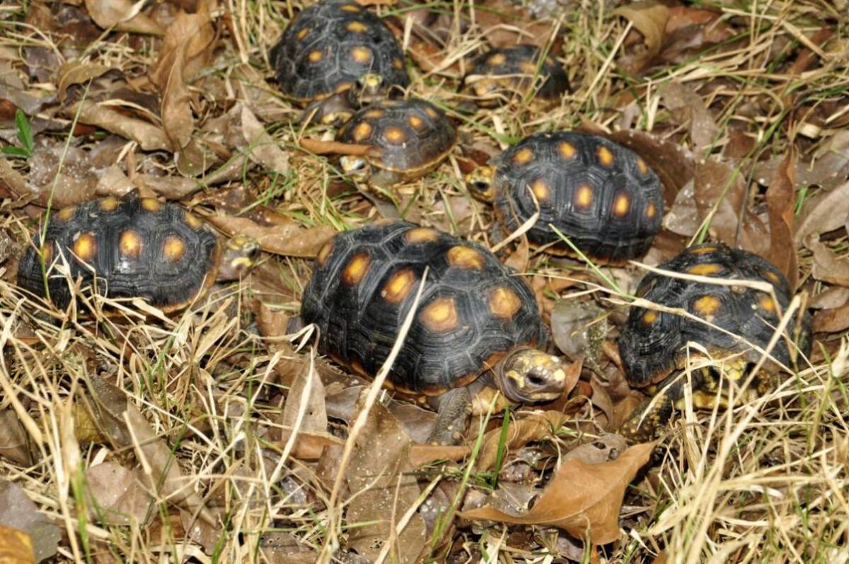 Liberan 15 tortugas en Ríonegro Santander (Foto: Suministrada por la Cdmb /VANGUARDIA LIBERAL)
