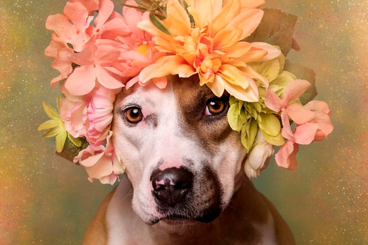 Conozca el lado más floreado de los Pit bulls (Foto: Tomado de Mott.pe /VANGUARDIA LIBERAL)