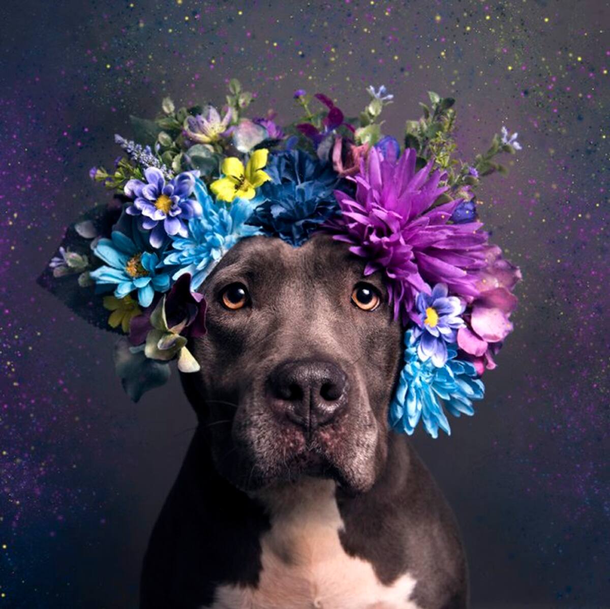 Conozca el lado más floreado de los Pit bulls (Foto: Tomado de Mott.pe /VANGUARDIA LIBERAL)