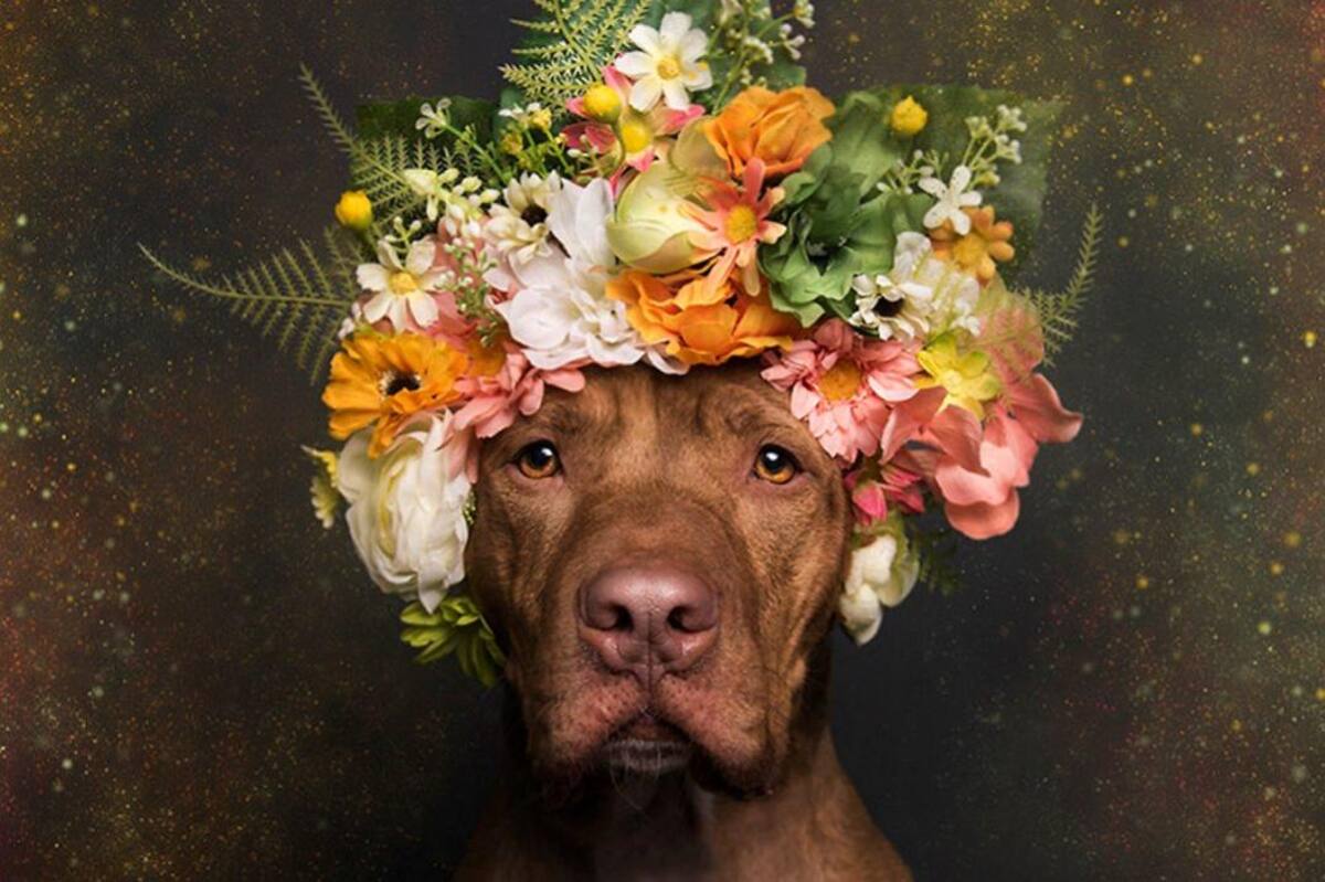 Conozca el lado más floreado de los Pit bulls (Foto: Tomado de Mott.pe /VANGUARDIA LIBERAL)
